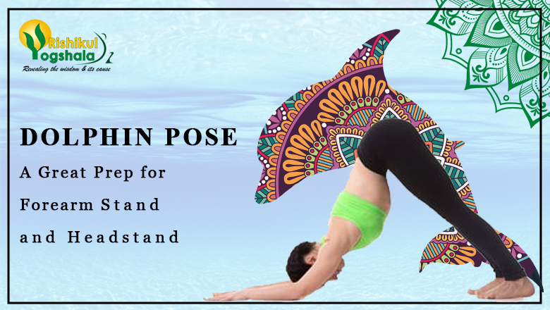 Dolphin Pose – A Great Prep for Forearm Stand and Headstand