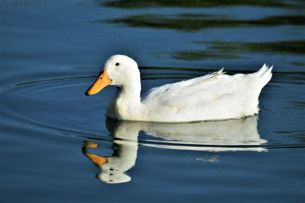 Duck in water Duck is swing in the water