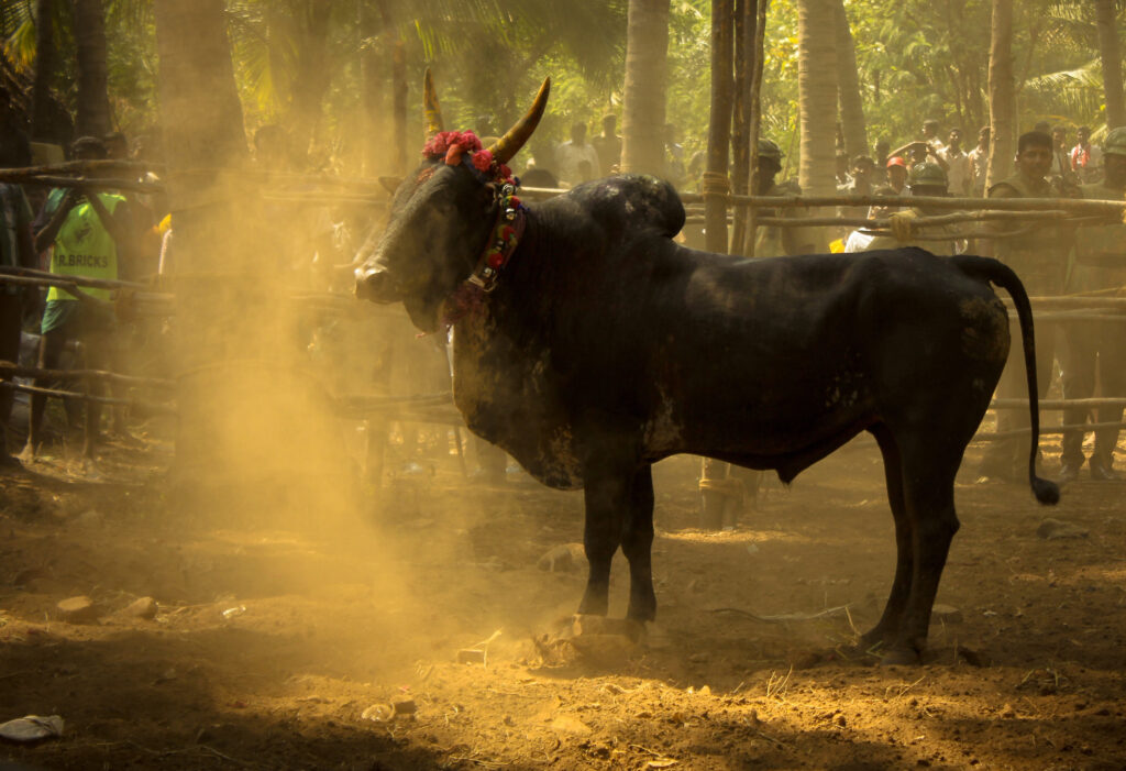 Bull Image Bull Image