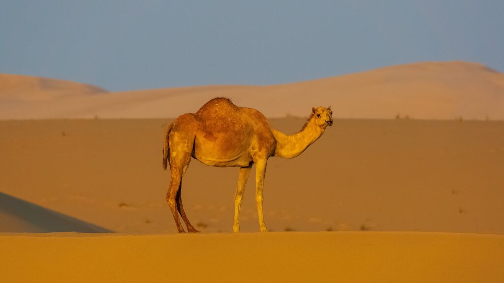 Majestic Camel in the Desert at Sunset Majestic Camel in the Desert at Sunset