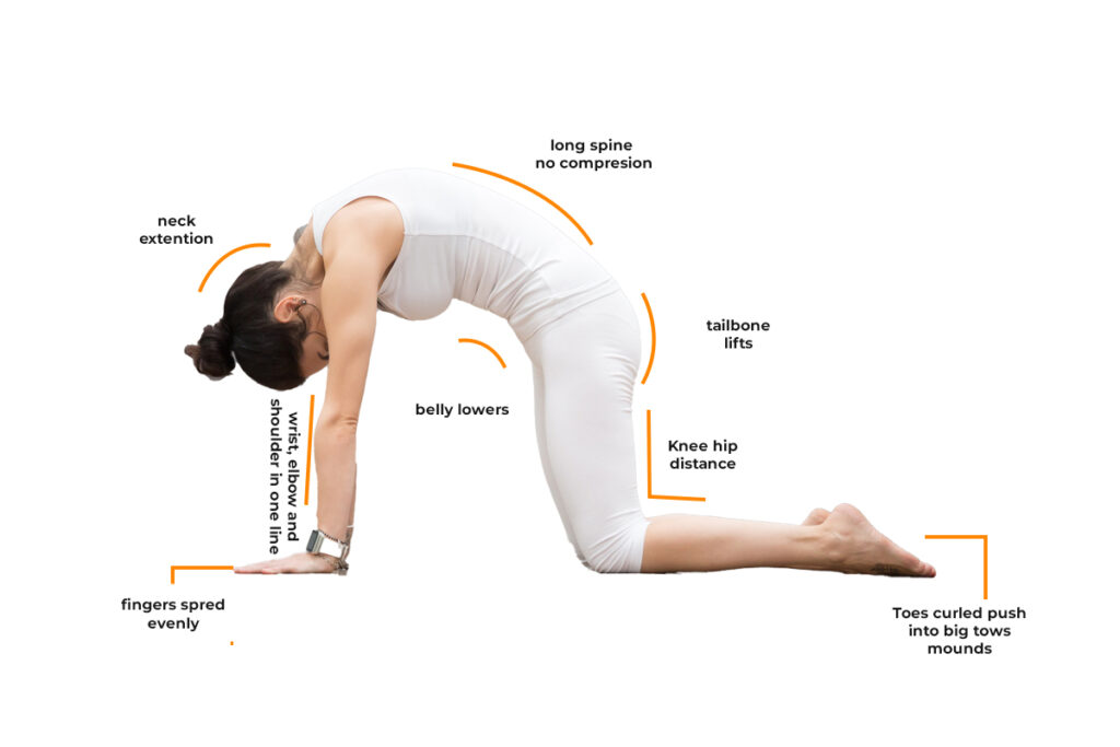 Key Alignment Of Cat Pose Key Alignment Of Cat Pose