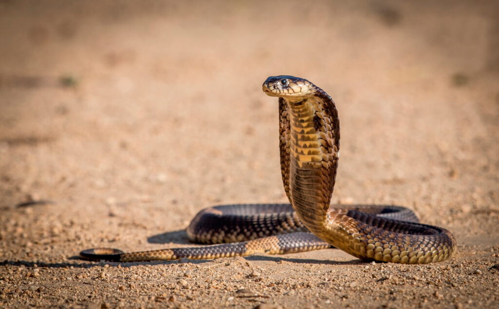 Powers Of Cobra Powers Of Cobra