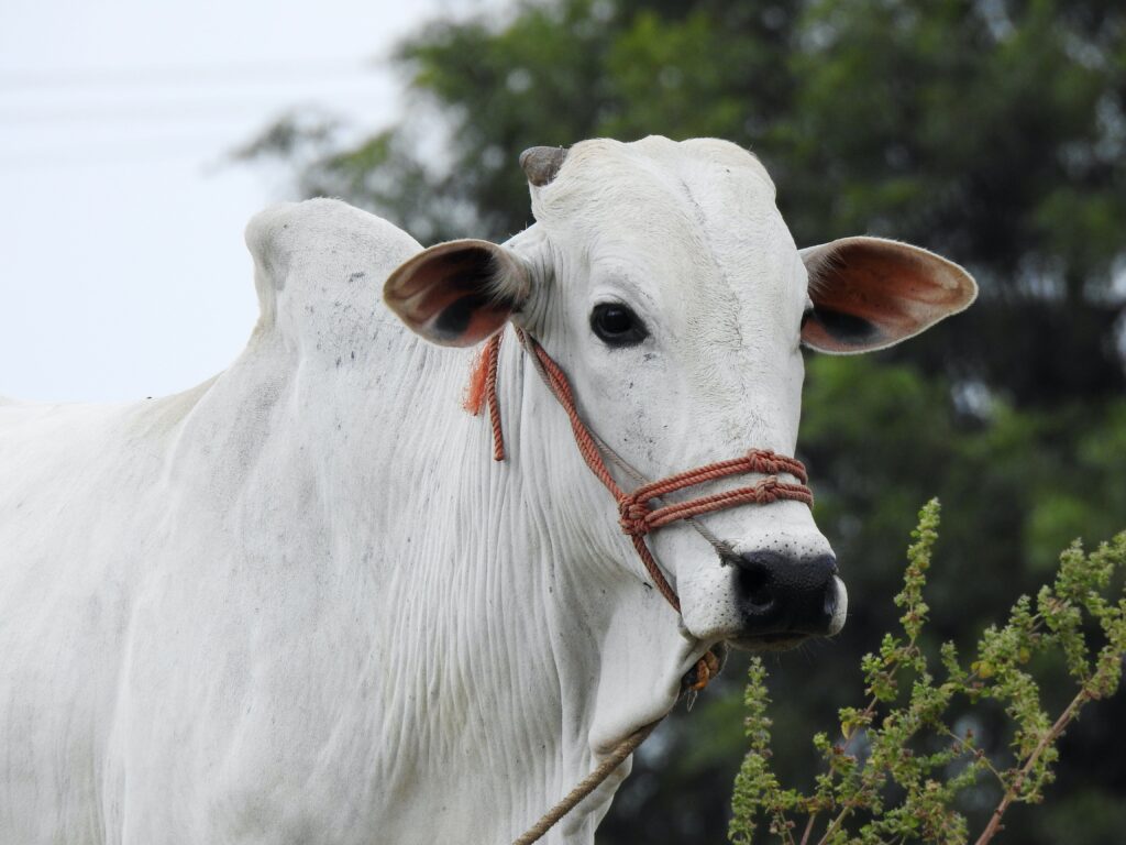 Powers Of Cow Powers Of Cow