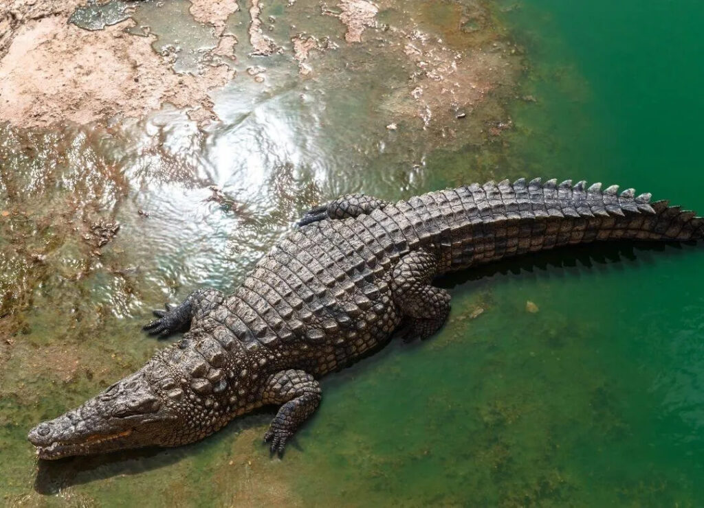 Power of Crocodile Pose Power of Crocodile Pose
