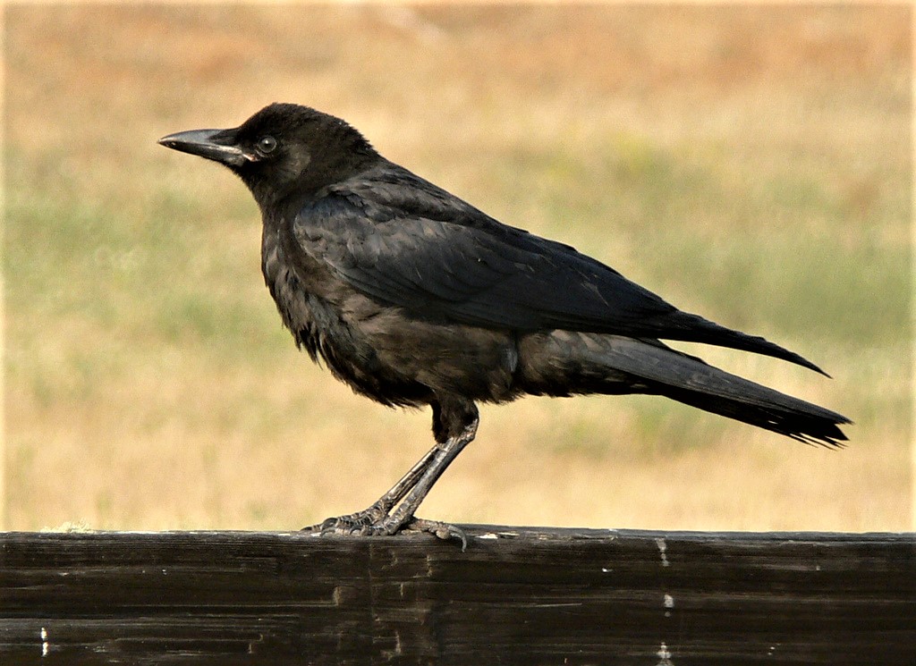 Power of Crow 