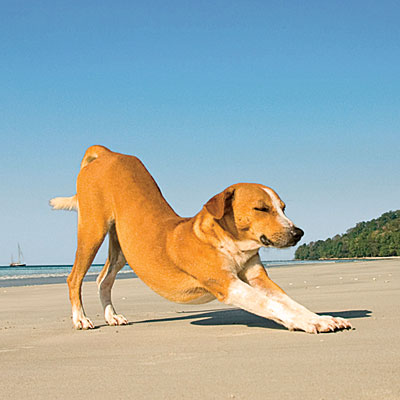 Dog Stretching in Downward Dog Pose on the Beach Dog Stretching in Downward Dog Pose on the Beach