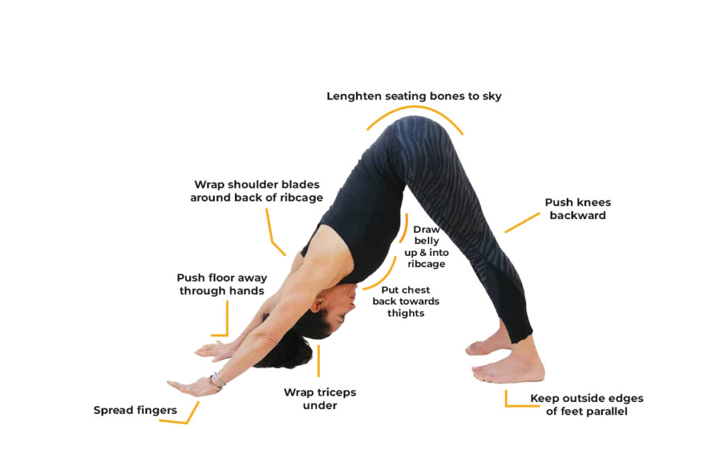 Woman Practicing Downward Dog Pose with Alignment Cues for Proper Posture Woman Practicing Downward Dog Pose with Alignment Cues for Proper Posture