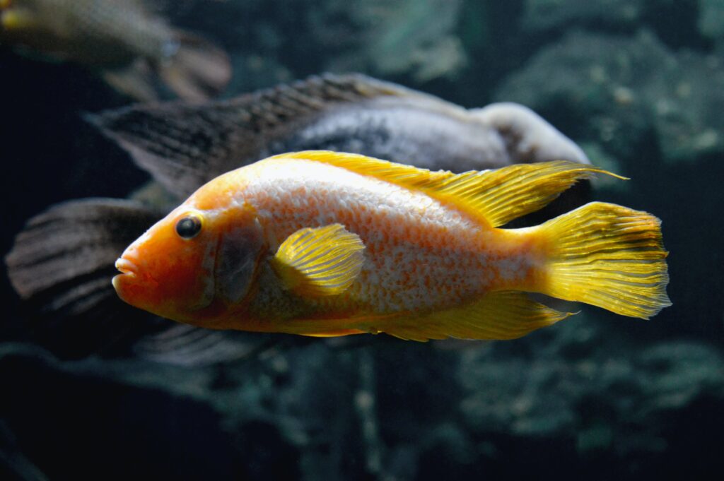 Powers Of Fish (Matsya) Powers Of Fish (Matsya)