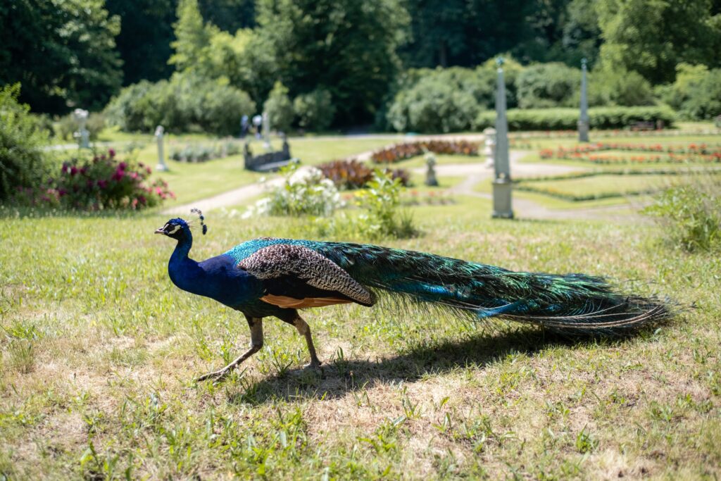 Peacock Peacock