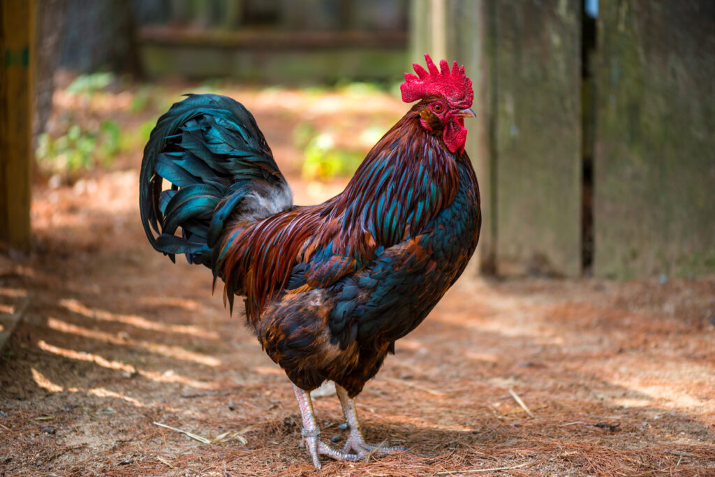 Rooster Rooster