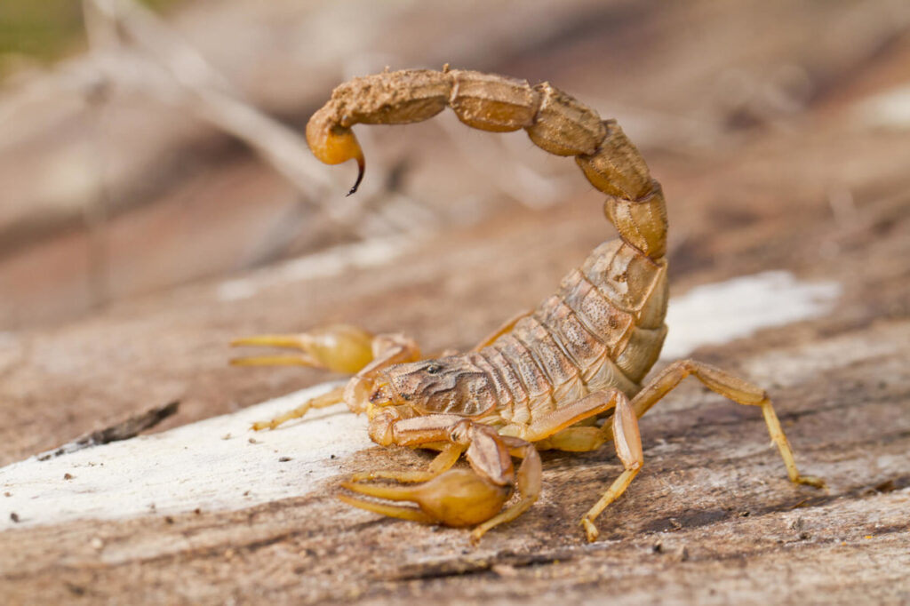 Powers Of Scorpion