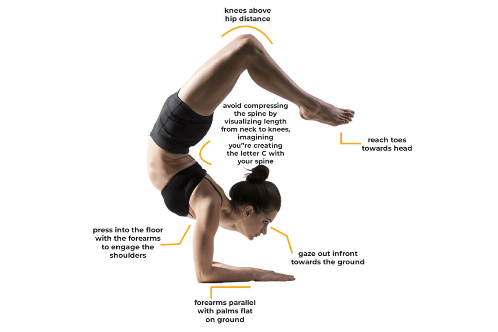 Vrischikasana Scorpion Pose 18 Benefits For Strength Flexibility 