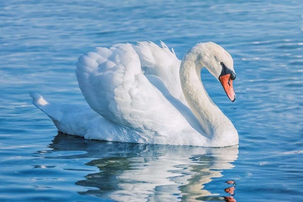 Swan Image