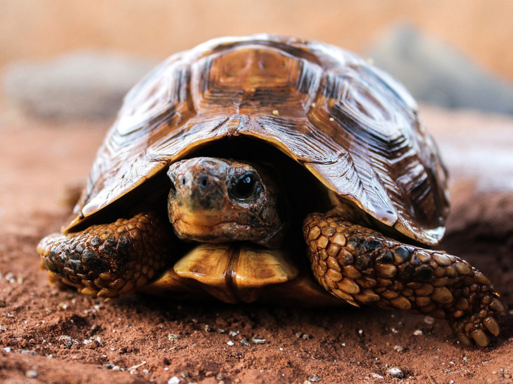 Tortoise Tortoise