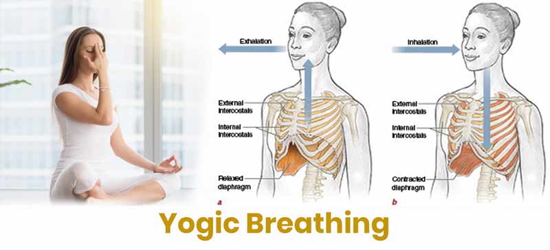  Woman practicing yogic breathing with anatomical diagrams showing inhalation and exhalation