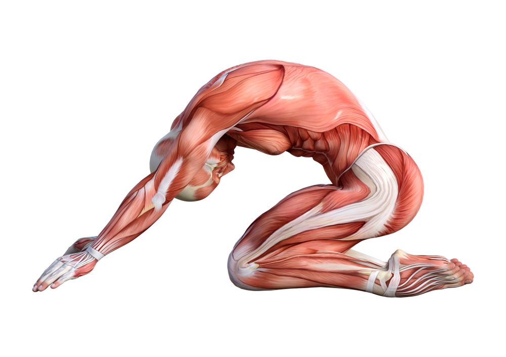 Yoga Anatomy Yoga Anatomy
