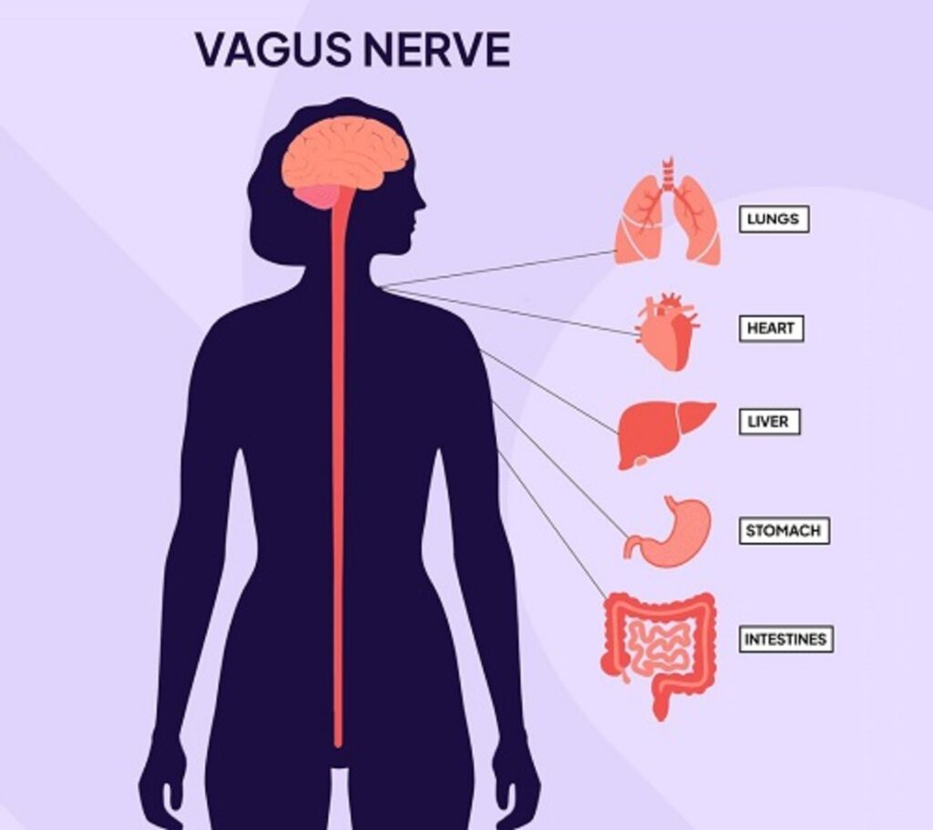 The Vagus Nerve The Vagus Nerve