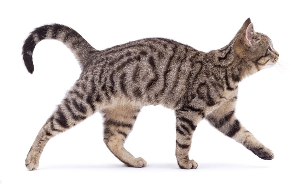 Cat Image Cat Image