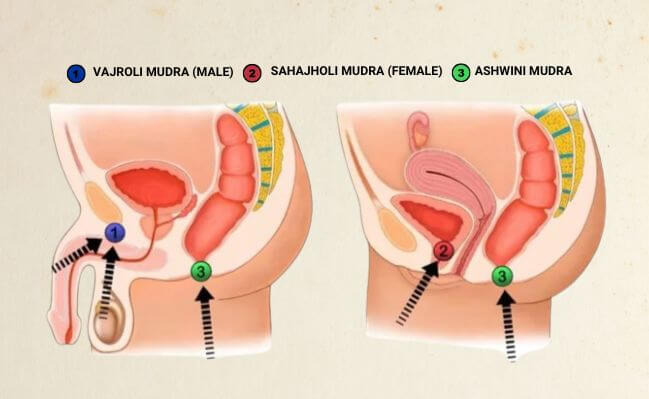 Varoli Mudra (male), Sahajholi Mudra (female), and Ashwini Mudra Varoli Mudra (male), Sahajholi Mudra (female), and Ashwini Mudra