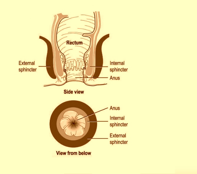 Benefits of Ashwini Mudra Benefits of Ashwini Mudra