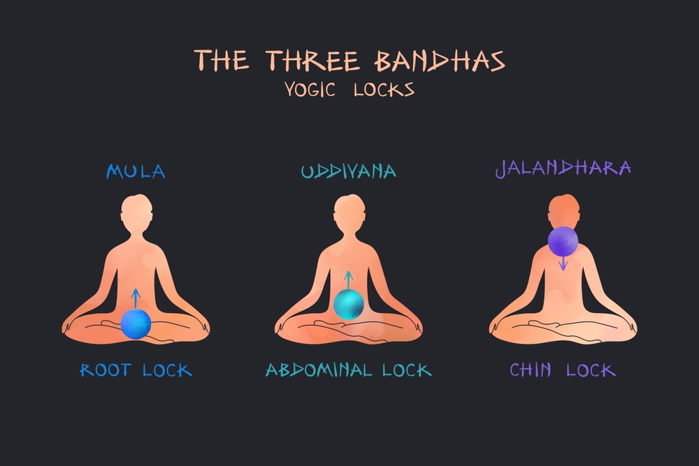 Position of the Mula Bandha Muscles Position of the Mula Bandha Muscles