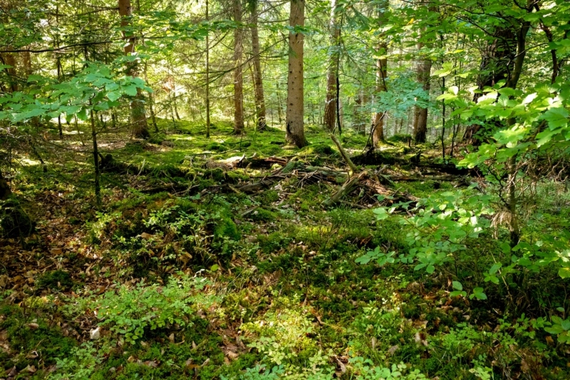 Grounding Through Nature Grounding Through Nature