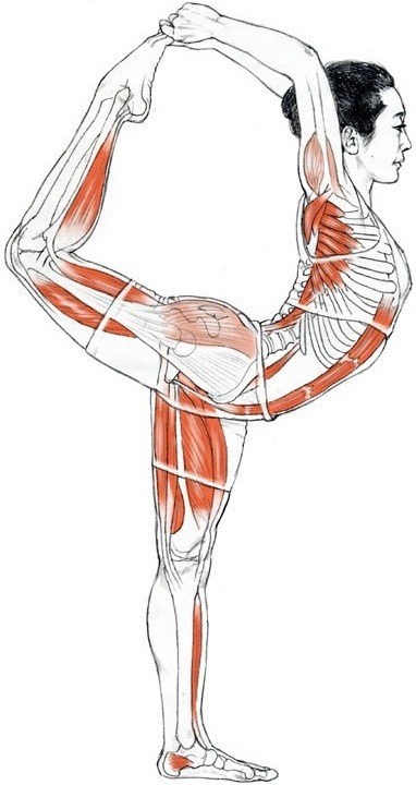 Anatomy of Natarajasana Anatomy of Natarajasana