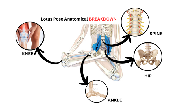 Lotus Pose Anatomy Lotus Pose Anatomy