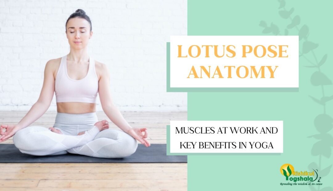 Lotus Pose Anatomy: Muscles at Work and Key Benefits in Yoga