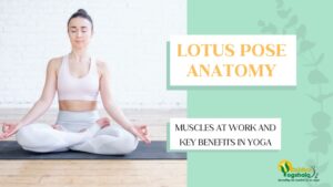 yoga-pose-anatomy-padmasana