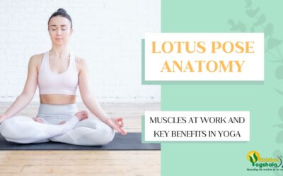 Lotus Pose Anatomy: Muscles at Work and Key Benefits in Yoga