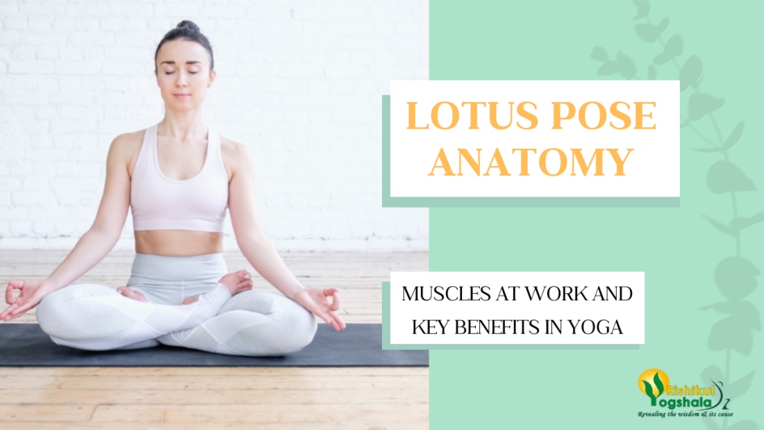 yoga-pose-anatomy-padmasana yoga-pose-anatomy-padmasana