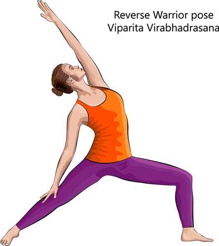 Reverse Warrior (Viparita Virabhadrasana)